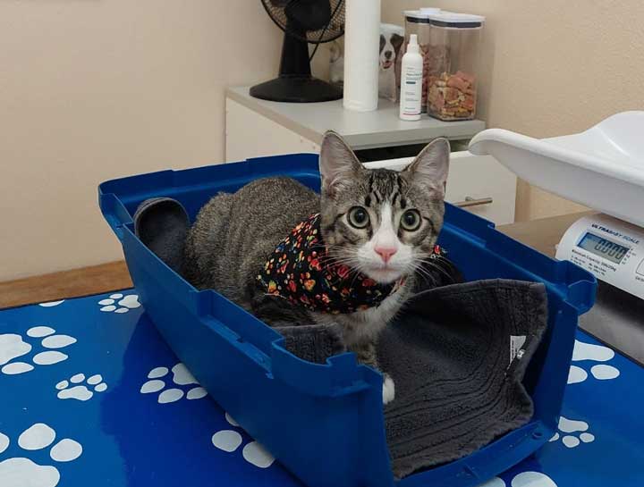 Preventive Care for Cats